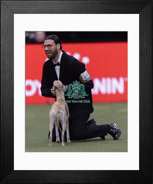 Framed Print : Miuccia, a Whippet, owned by Giovanni Liguori Framed Print : Miuccia, a Whippet, owned by Giovanni Liguori