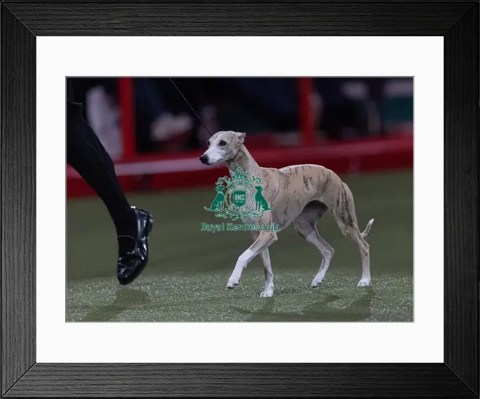Framed Print : Miuccia, a Whippet, owned by Giovanni Liguori Framed Print : Miuccia, a Whippet, owned by Giovanni Liguori