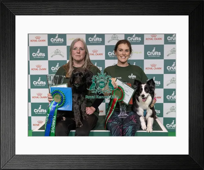 Framed Print : Laura Chapman with Leebardream come true a Poodle Cross a Working Cocker who today won the Agility Championship Medium