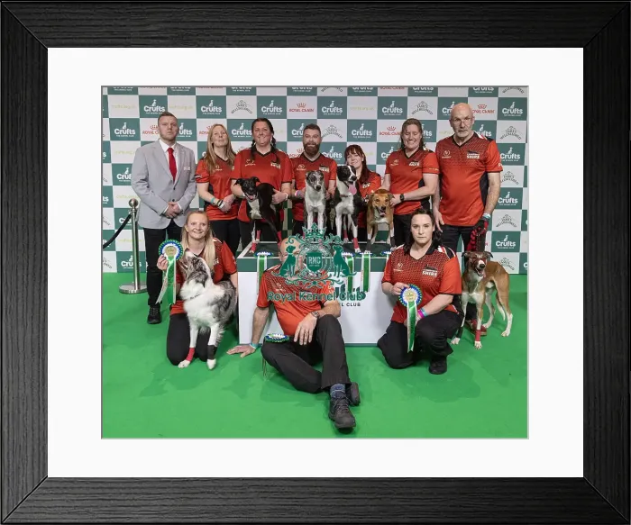 Framed Print : Runners Up of the Flyball Tournament 2025 Cambridgeshire today (Sunday 09) Framed Print : Runners Up of the Flyball Tournament 2025 Cambridgeshire today (Sunday 09)