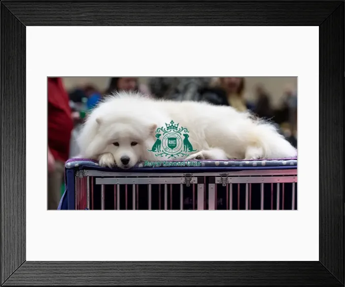 Framed Print : Iva Hopkins from Oxfordshire with Archie Framed Print : Iva Hopkins from Oxfordshire with Archie