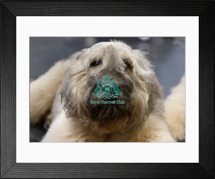 Framed Print : Lua Nicolas from France's dog Pacho a Bouvier des Flandes today (Sunday 09) Framed Print : Lua Nicolas from France's dog Pacho a Bouvier des Flandes today (Sunday 09)