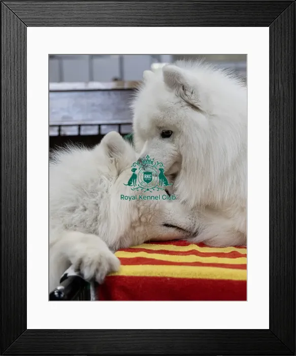 Framed Print : Old Friends meet up - (L) Merlin Framed Print : Old Friends meet up - (L) Merlin