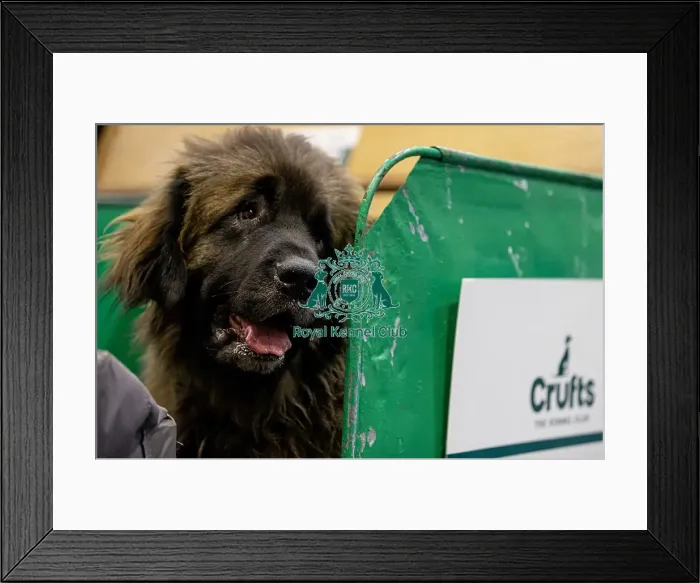 Framed Print : Indy, a Leonberger, today (Sunday 09)