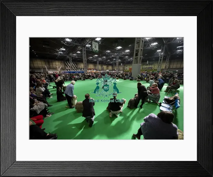 Framed Print : General shot of Bearded Collie's being judged in the ring Framed Print : General shot of Bearded Collie's being judged in the ring
