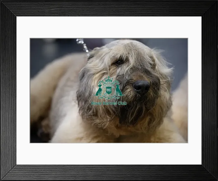 Framed Print : Lua Nicolas from France's dog Pacho Framed Print : Lua Nicolas from France's dog Pacho