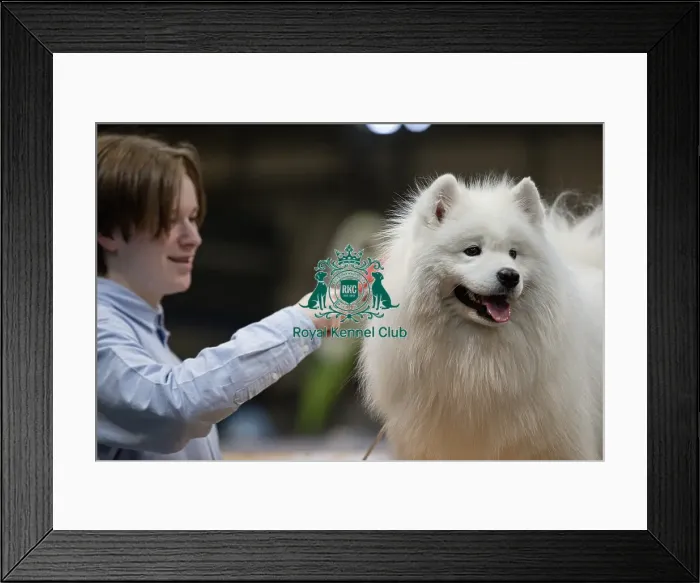 Framed Print : Dirmuid Saim from Edinburgh grooms Tattoo a Samoyed today (Sunday 09)