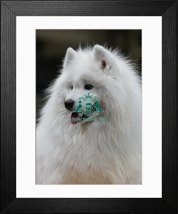 Framed Print : Dirmuid Saim from Edinburgh grooms Tattoo a Samoyed today (Sunday 09) Framed Print : Dirmuid Saim from Edinburgh grooms Tattoo a Samoyed today (Sunday 09)