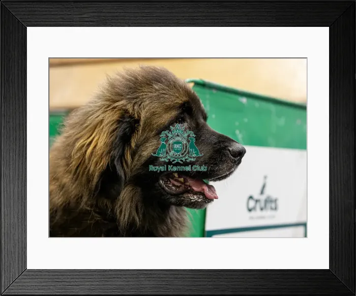 Framed Print : Indy, a Leonberger, today (Sunday 09)