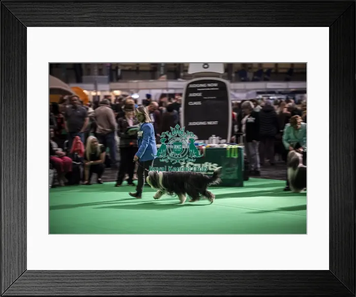 Framed Print : General shot of Bearded Collie's being judged in the ring Framed Print : General shot of Bearded Collie's being judged in the ring
