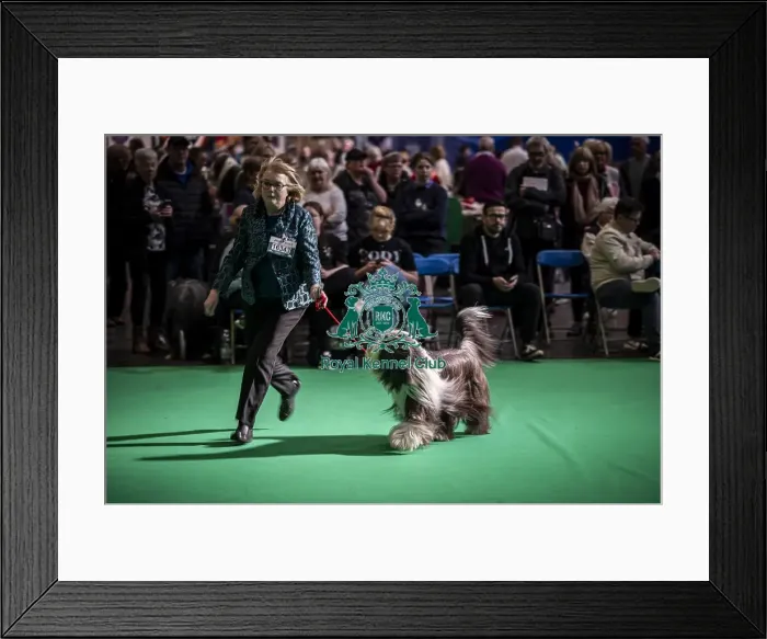 Framed Print : General shot of Bearded Collie's being judged in the ring Framed Print : General shot of Bearded Collie's being judged in the ring