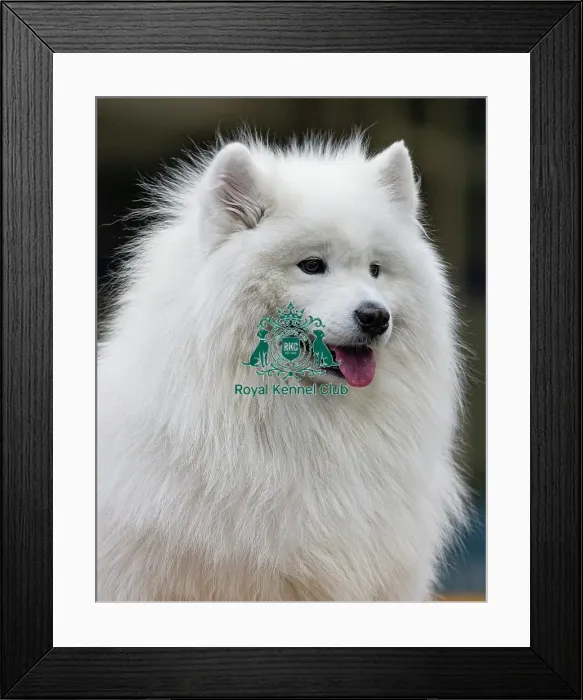 Framed Print : Dirmuid Saim from Edinburgh grooms Tattoo a Samoyed today (Sunday 09)