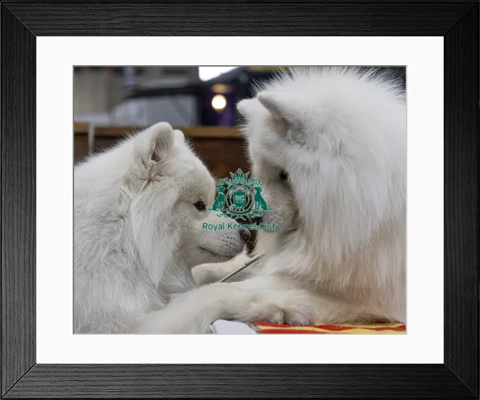 Framed Print : Old Friends meet up - (L) Merlin Framed Print : Old Friends meet up - (L) Merlin