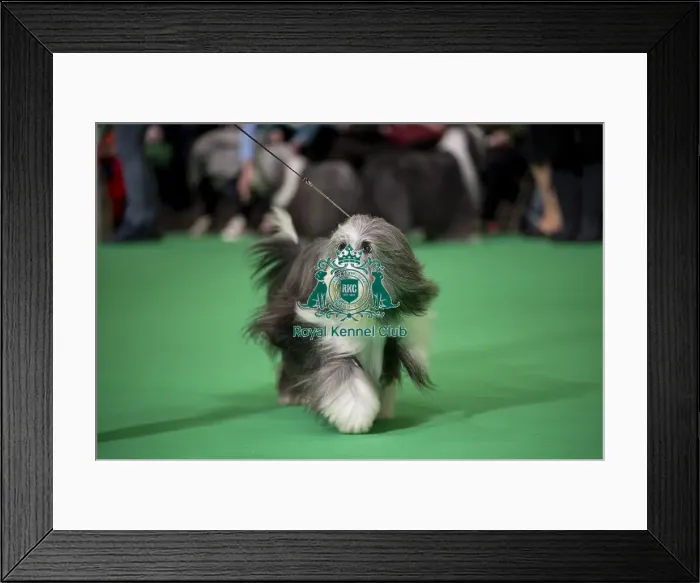 Framed Print : General shot of Bearded Collie's being judged in the ring Framed Print : General shot of Bearded Collie's being judged in the ring