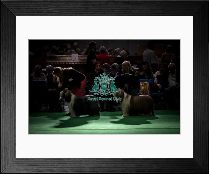 Framed Print : General shot of Bearded Collie's being judged in the ring Framed Print : General shot of Bearded Collie's being judged in the ring