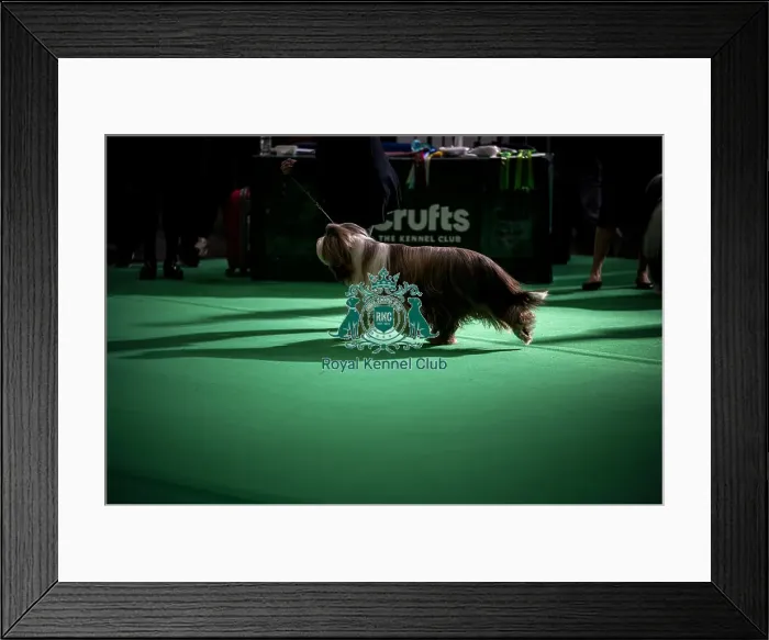 Framed Print : General shot of Bearded Collie's being judged in the ring Framed Print : General shot of Bearded Collie's being judged in the ring