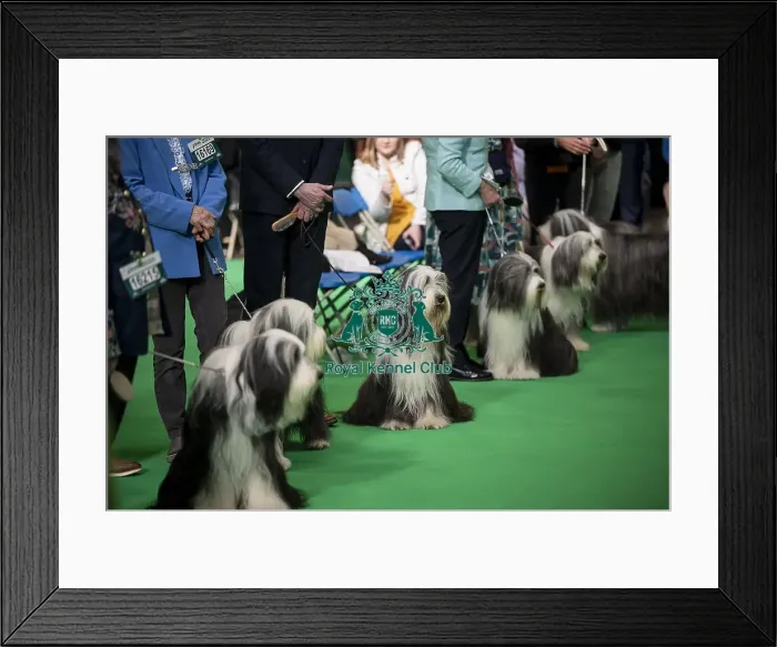 Framed Print : General shot of Bearded Collie's being judged in the ring Framed Print : General shot of Bearded Collie's being judged in the ring