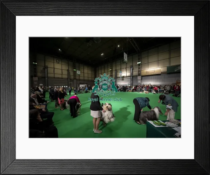 Framed Print : General shot of Bearded Collie's being judged in the ring Framed Print : General shot of Bearded Collie's being judged in the ring
