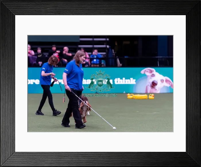 Framed Print : Elizabeth Rawlinson with her dog River competing in Good Citizen Dog Training scheme display in the main arena Framed Print : Elizabeth Rawlinson with her dog River competing in Good Citizen Dog Training scheme display in the main arena