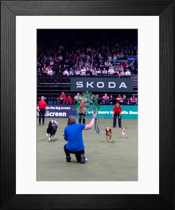 Framed Print : Elizabeth Rawlinson with her dog River competing in Good Citizen Dog Training scheme display in the main arena Framed Print : Elizabeth Rawlinson with her dog River competing in Good Citizen Dog Training scheme display in the main arena