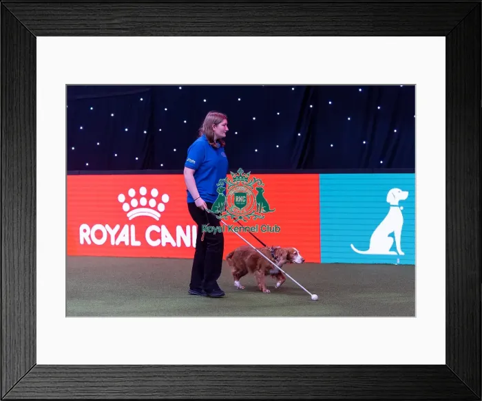 Framed Print : Elizabeth Rawlinson with her dog River competing in Good Citizen Dog Training scheme display in the main arena
