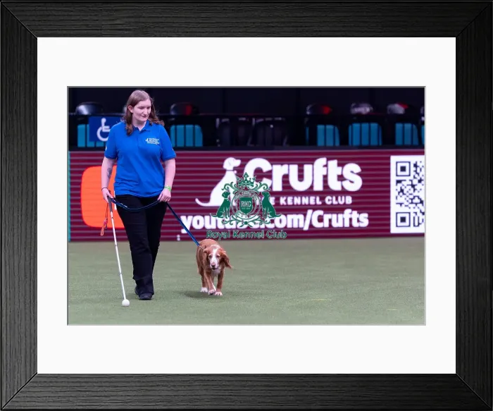 Framed Print : Elizabeth Rawlinson with her dog River competing in Good Citizen Dog Training scheme display in the main arena