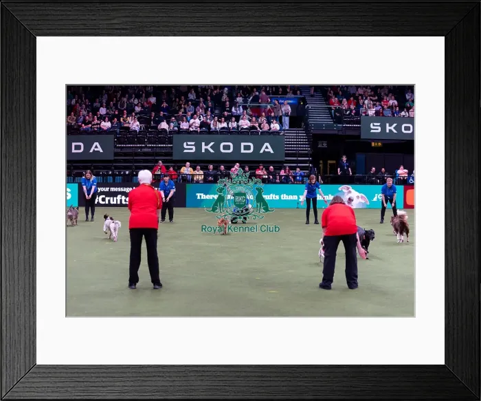 Framed Print : Elizabeth Rawlinson with her dog River competing in Good Citizen Dog Training scheme display in the main arena Framed Print : Elizabeth Rawlinson with her dog River competing in Good Citizen Dog Training scheme display in the main arena