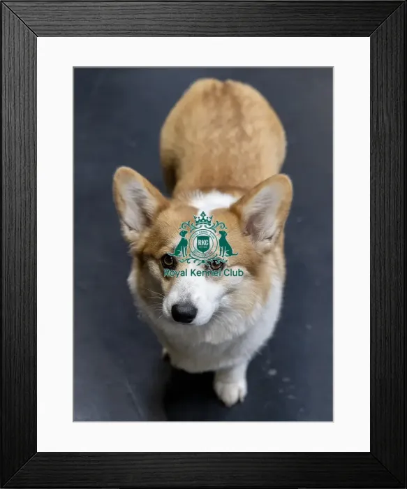 Framed Print : Florance, a Welsh Corgi (Pembroke) today (Sunday 09) Framed Print : Florance, a Welsh Corgi (Pembroke) today (Sunday 09)