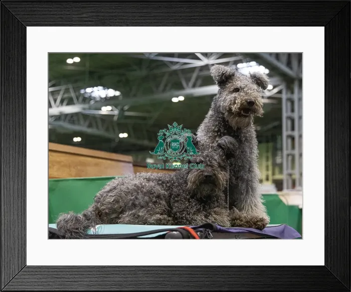 Framed Print : Steve Kirkwood from Sussex with (L) Fran & (R) Ziggy both Hungarian Pumi's today (Sunday 09) Framed Print : Steve Kirkwood from Sussex with (L) Fran & (R) Ziggy both Hungarian Pumi's today (Sunday 09)