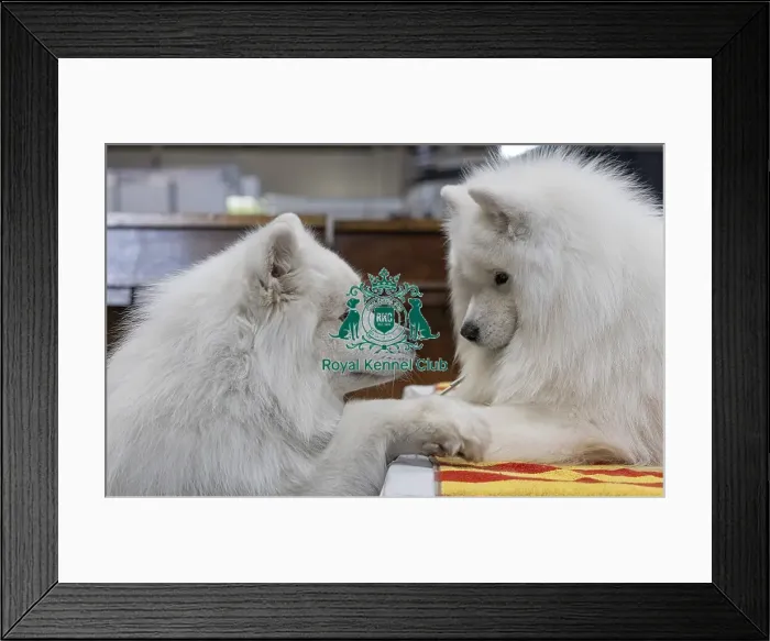 Framed Print : Old Friends meet up - (L) Merlin Framed Print : Old Friends meet up - (L) Merlin