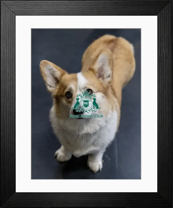Framed Print : Florance, a Welsh Corgi (Pembroke) today (Sunday 09) Framed Print : Florance, a Welsh Corgi (Pembroke) today (Sunday 09)