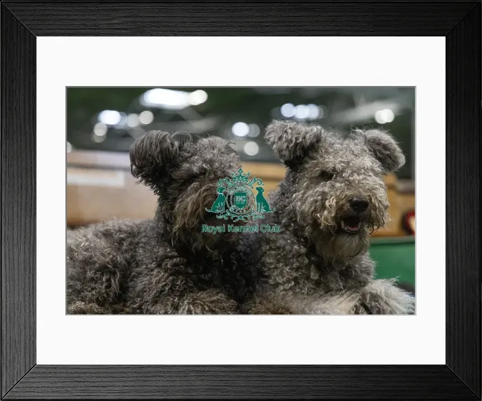 Framed Print : Steve Kirkwood from Sussex with (L) Fran & (R) Ziggy both Hungarian Pumi's today (Sunday 09) Framed Print : Steve Kirkwood from Sussex with (L) Fran & (R) Ziggy both Hungarian Pumi's today (Sunday 09)