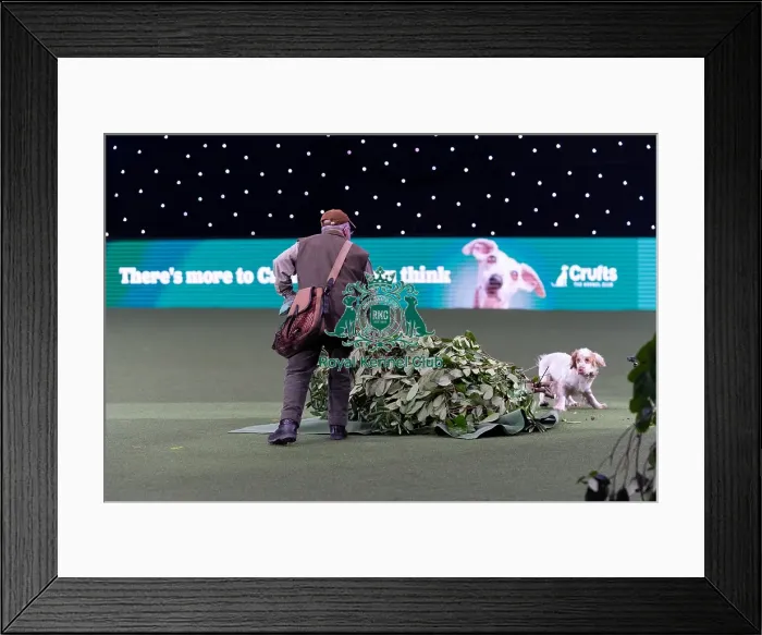 Framed Print : Gundog Display today (Saturday 08 / 03 / 25) Framed Print : Gundog Display today (Saturday 08 / 03 / 25)