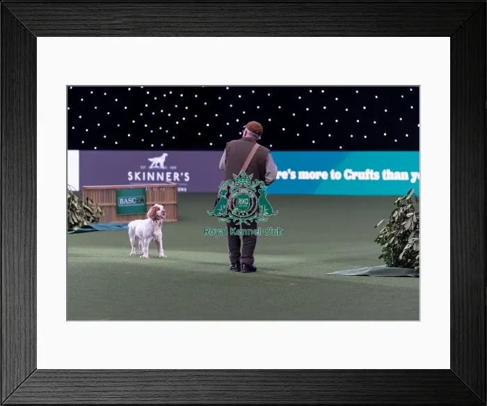 Framed Print : Gundog Display today (Saturday 08 / 03 / 25) Framed Print : Gundog Display today (Saturday 08 / 03 / 25)