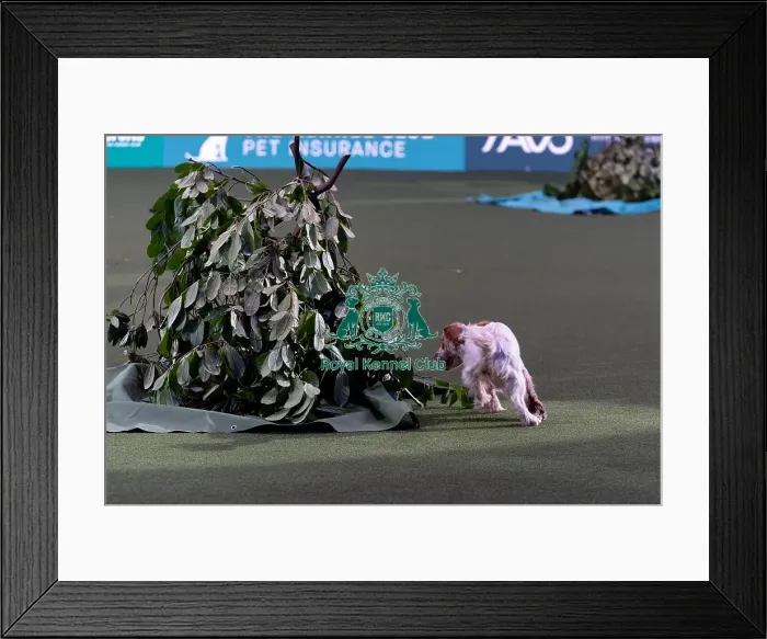 Framed Print : Gundog Display today (Saturday 08 / 03 / 25) Framed Print : Gundog Display today (Saturday 08 / 03 / 25)