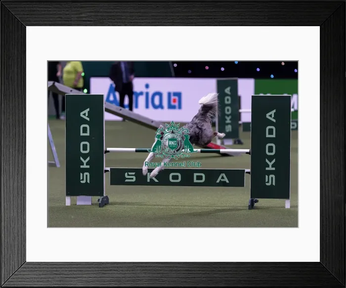 Framed Print : Winner of the International Invitational Large Agility Final Perry Dewitt from the USA with Genuine a Border Collie who Framed Print : Winner of the International Invitational Large Agility Final Perry Dewitt from the USA with Genuine a Border Collie who