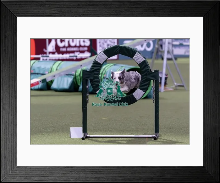 Framed Print : Winner of the International Invitational Large Agility Final Perry Dewitt from the USA with Genuine a Border Collie who