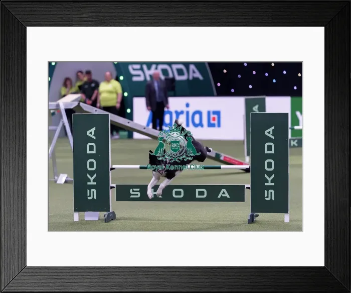 Framed Print : Runner Up of the International Invitational Large Agility Final Christian Prinz from Germany with Coon Eager to Work Framed Print : Runner Up of the International Invitational Large Agility Final Christian Prinz from Germany with Coon Eager to Work