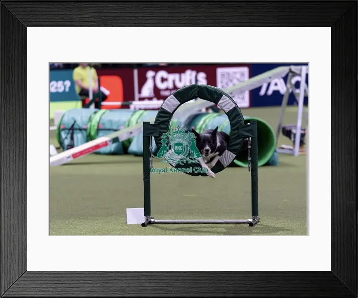Framed Print : Runner Up of the International Invitational Large Agility Final Christian Prinz from Germany with Coon Eager to Work Framed Print : Runner Up of the International Invitational Large Agility Final Christian Prinz from Germany with Coon Eager to Work