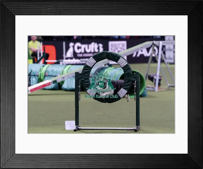Framed Print : 3rd placed of the International Invitational Large Agility Final Euan Paterson from Scotland with Quicktime a Border Framed Print : 3rd placed of the International Invitational Large Agility Final Euan Paterson from Scotland with Quicktime a Border