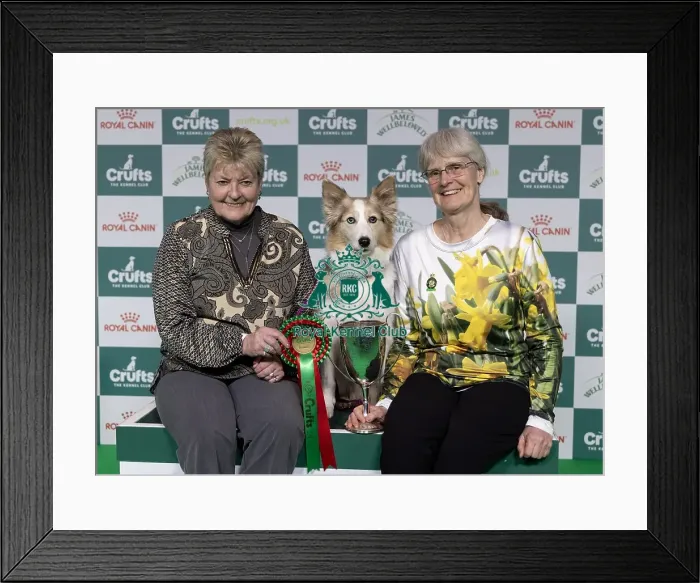Framed Print : Winner of the Obedience Championship Mary Ray with Ouch Sarcam Sings The Blues Framed Print : Winner of the Obedience Championship Mary Ray with Ouch Sarcam Sings The Blues