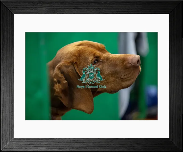 Framed Print : Louie, a Hungarian Vizsla who was competing today (Saturday 08 / 03 / 25)