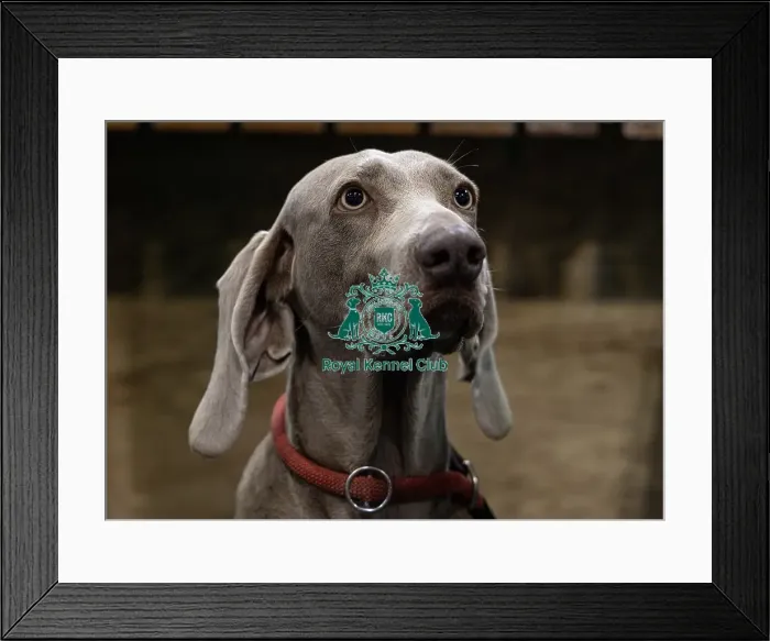Framed Print : Rita, a Weimaraner who was competing today (Saturday 08 / 03 / 25) Framed Print : Rita, a Weimaraner who was competing today (Saturday 08 / 03 / 25)