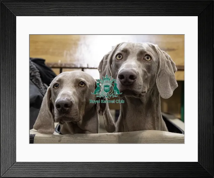 Framed Print : Rudi (L) & Hate (R) Weimaraner's Framed Print : Rudi (L) & Hate (R) Weimaraner's