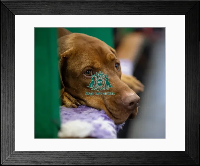 Framed Print : Louie, a Hungarian Vizsla who was competing today (Saturday 08 / 03 / 25)