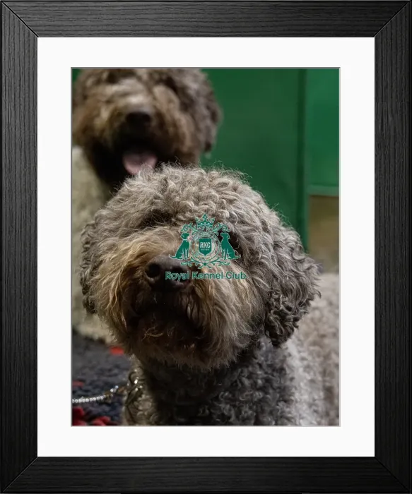 Framed Print : Ozzy a Lagotto Romagnolo from Fairham Framed Print : Ozzy a Lagotto Romagnolo from Fairham