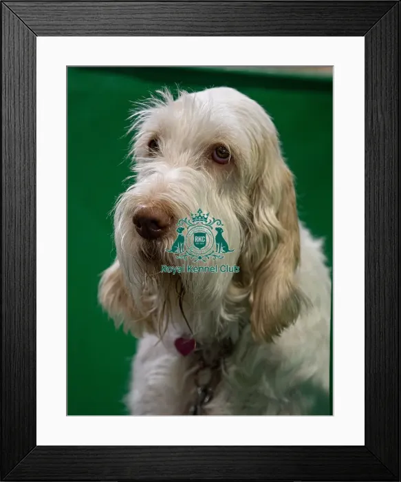 Framed Print : Bella, an Italian Spinone from Kent who was competing today (Saturday 08 / 03 / 25) Framed Print : Bella, an Italian Spinone from Kent who was competing today (Saturday 08 / 03 / 25)