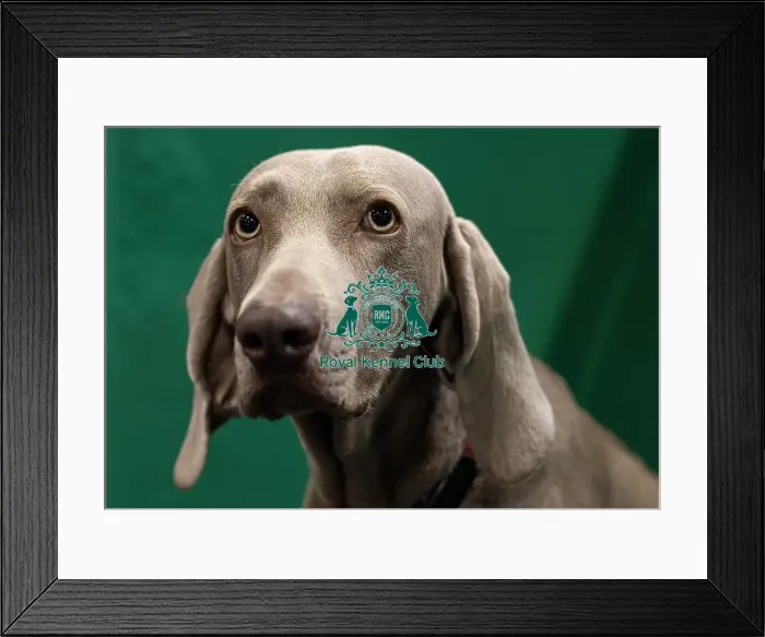 Framed Print : Rita, a Weimaraner who was competing today (Saturday 08 / 03 / 25) Framed Print : Rita, a Weimaraner who was competing today (Saturday 08 / 03 / 25)