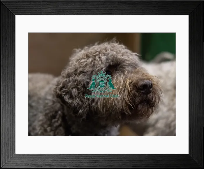 Framed Print : Ozzy a Lagotto Romagnolo from Fairham Framed Print : Ozzy a Lagotto Romagnolo from Fairham