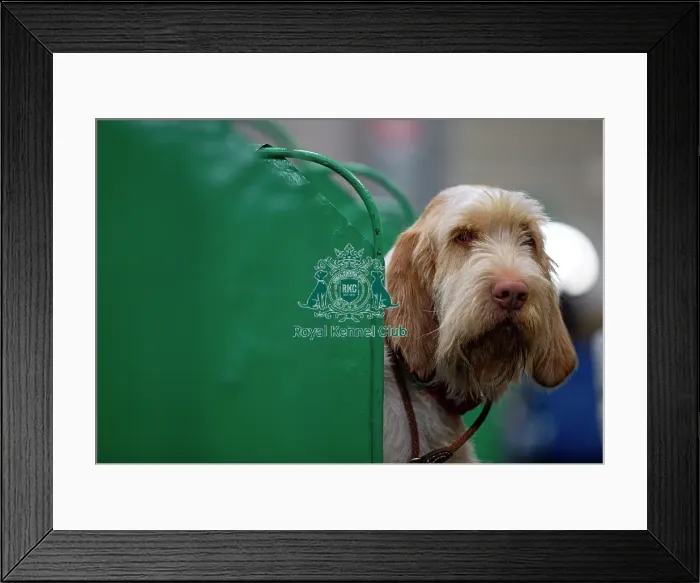 Framed Print : Winnie from Cornwall an Italian Spinone who was competing today (Saturday 08 / 03 / 25) Framed Print : Winnie from Cornwall an Italian Spinone who was competing today (Saturday 08 / 03 / 25)